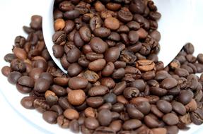 Coffee big Beans