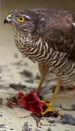Sperber Eat Prey bird