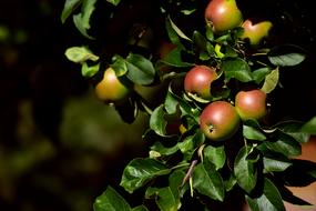 Apple Tree Branch red yellow