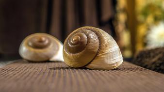 Snail Exoskeleton