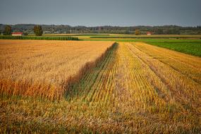 landscape of Cornfield Harvest Agriculture