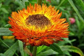 Xerochrysum Bracteatum Dried flowers