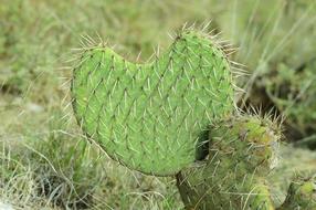 organic Cactus Green Plant