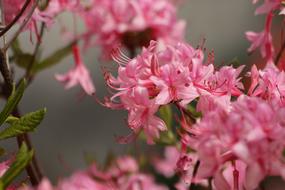 macro photo of Rhododendron Plant Pink Flowers