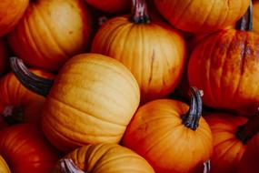 pile of small Pumpkins, Autumn Decoration