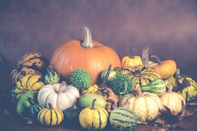 Halloween decoration, harvest of colorful pumpkins