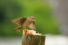 Cute, colorful and beautiful sparrow with the bread, on the wood, at blurred background