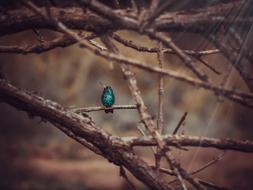 Hummingbird blu Birds