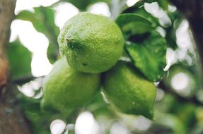 green Citrus Lemon Fruit