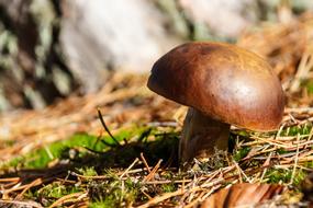 brown edible Mushroom on forest floor