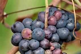 Grapes Red and Blue