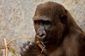 portrait of a brown monkey at the zoo