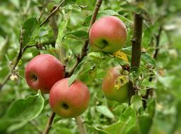 red Apples Fruit tree