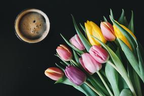 colors Flowers Tulips and coffe