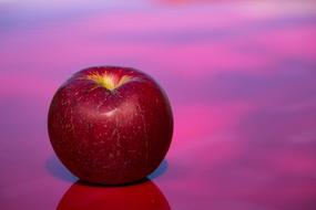 burgundy apple on a pink purple background