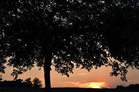 Beautiful landscape with the trees with foliage, at colorful sunset in the evening