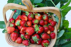 Strawberries Basket Fruits red