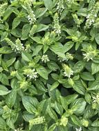 Basil Green herb and flower