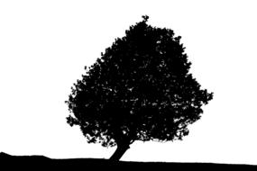 silhouette of lonely tree