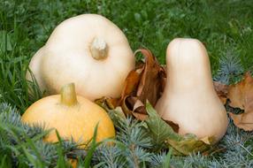 white and yellow pumpkins on spruce branches