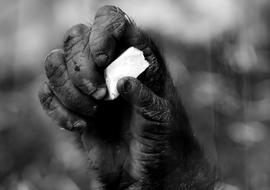 gorilla's hand with food close-up on blurred background