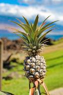 Pineapple Hawaii