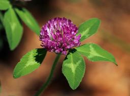 macro photo of a purple clover bud