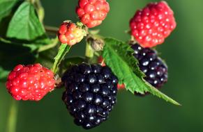 Black and red Blackberries on twig