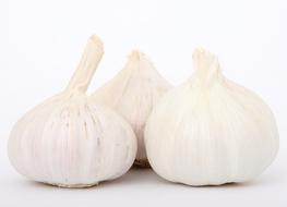 garlic in white