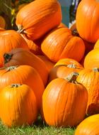 pile of big Orange Pumpkins, Autumn decoration