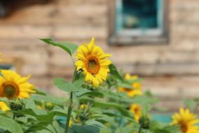 Sunflowers Plant