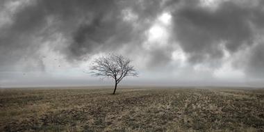 Tree on Field at storm