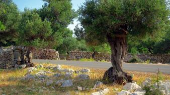 road in an olive grove in croatia