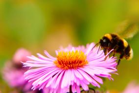 Bumblebee Gas Insect and pink flower