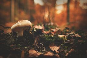 mushrooms in the forest close-up in a blurred background