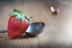 Close-up of the beautiful, ripe red strawberry near the spoon and flying bee above the wooden surface