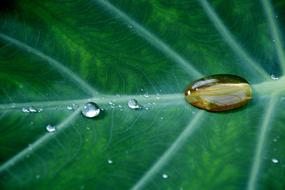 macro photo of dew drops on a leaf