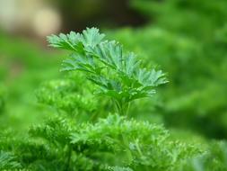 Parsley, green leaf close up