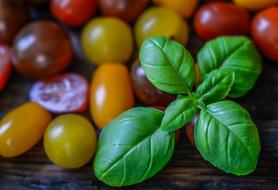 basil and tomatoes for the Mediterranean menu