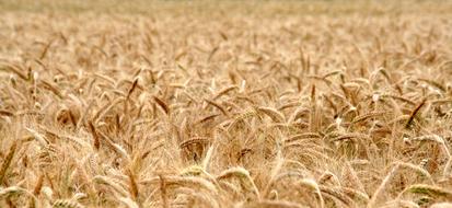 Cornfield Wheat Field gold