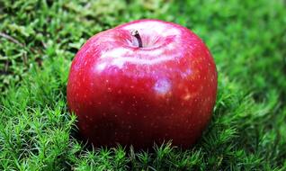 Apple Red Chief green grass