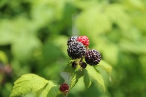 Close-up of the beautiful, ripening, pink and black raspberries, at blurred background