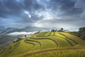 rice fields in the hills in Vietnam