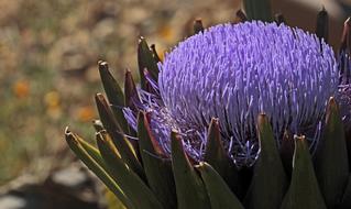 Artichoke Bloom blue