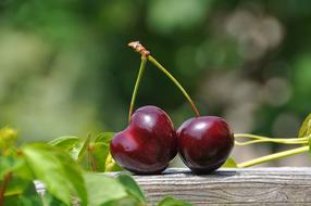 pair of ripe cherries on a blurred background