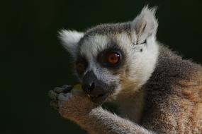 Lemur Monkeyland face