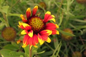 yellow red flower petals