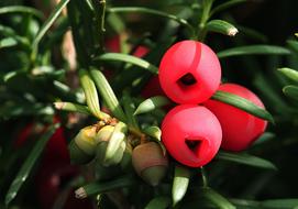 red berries on a forest bush