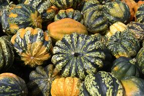 Pumpkin Gourd Autumn orange green