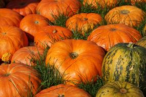 Orange Pumpkins on green grass